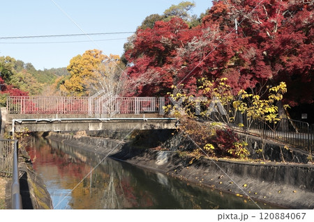 京都　秋の山科疏水の風景 120884067