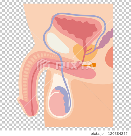 男性器 男性不妊の原因 不妊症 生殖医療 男性器 男性不妊の原因 不妊症 生殖医療 120884255