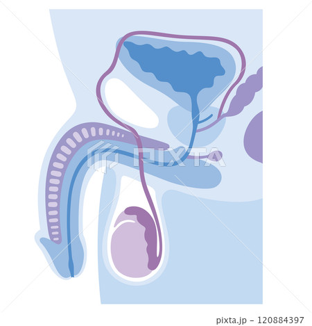 男性器 男性不妊の原因 不妊症 生殖医療 男性器 男性不妊の原因 不妊症 生殖医療 120884397