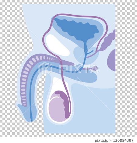 男性器 男性不妊の原因 不妊症 生殖医療 男性器 男性不妊の原因 不妊症 生殖医療 120884397