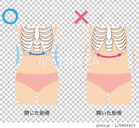 開いた肋骨 閉じた肋骨 開いた肋骨 閉じた肋骨 120884423