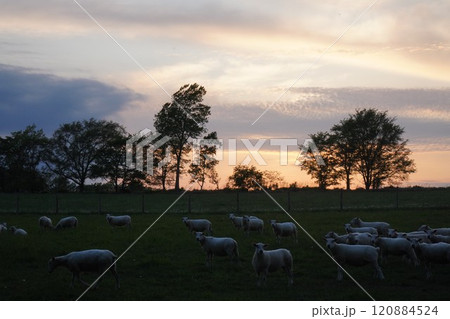 夕暮れの放牧羊 120884524