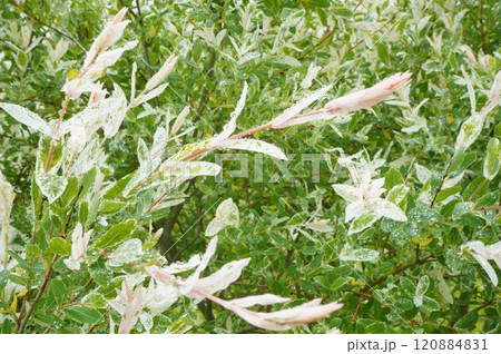 雨粒輝くカラーリーフ 120884831