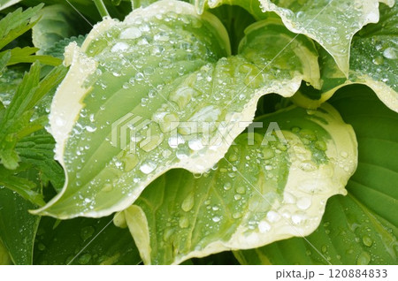 雨上がりのホスター 120884833