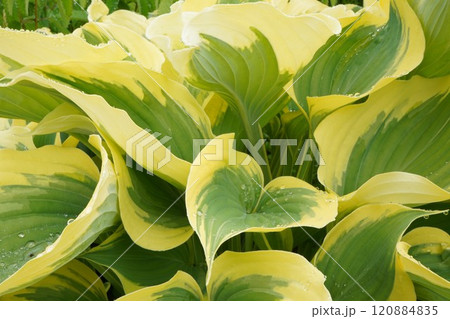 雨上がりのホスター 120884835