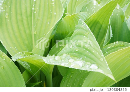 雨上がりのホスター 120884836