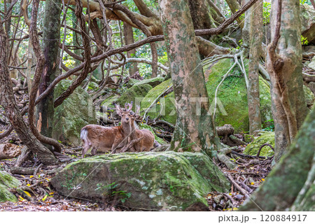 ヤクシカの雄　警戒　世界自然遺産屋久島(春 120884917
