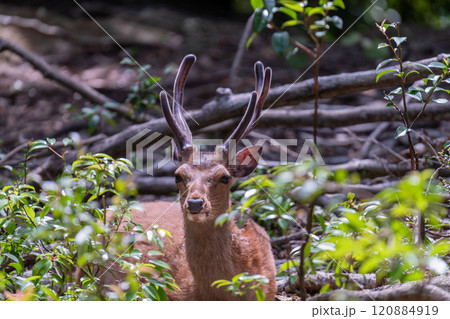 ヤクシカの雄　警戒　世界自然遺産屋久島(春 120884919