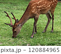 草を食べる奈良公園の鹿 120884965