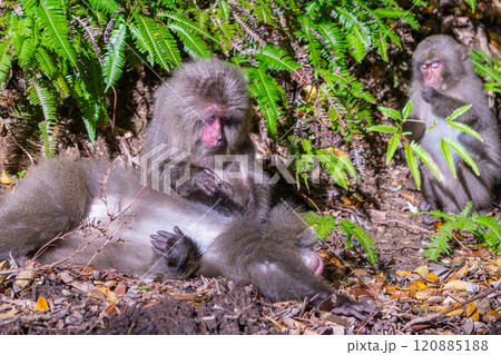 ヤクザルの群れ　毛づくろい　世界自然遺産屋久島(春 120885188