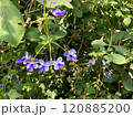 初夏のクレロデンドルム 120885200