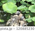 蓮池の石の上のカメ 120885230