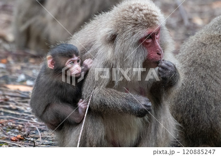 ヤクザルの親子　採餌中　世界自然遺産屋久島(春 120885247