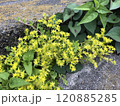 道端で咲いていた黄色いセダムの花 120885285