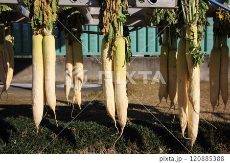 2週間ほど干して乾燥させた大根 120885388