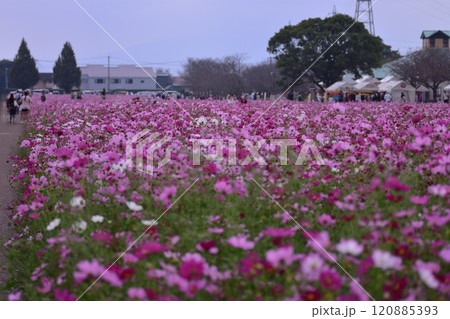 キリンビール工場のコスモス 120885393