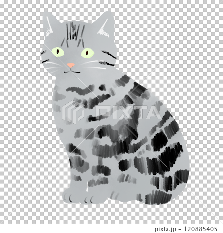 アメリカンショートヘアのイラスト アメリカンショートヘアのイラスト 120885405