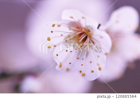 クローズアップで撮った白い梅の花 120885564
