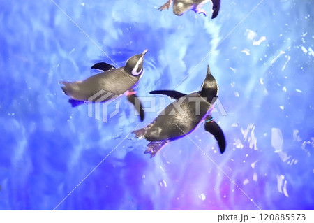すみだ水族館　プール型水槽で泳ぐペンギンたち 120885573