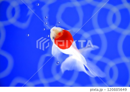 すみだ水族館 金魚の水槽 「江戸リウム」 すみだ水族館 金魚の水槽 「江戸リウム」 120885649