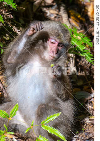 ヤクザル 採餌中 世界自然遺産屋久島(春 ヤクザル 採餌中 世界自然遺産屋久島(春 120885700