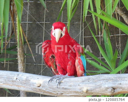 ベニコンゴインコ 120885764