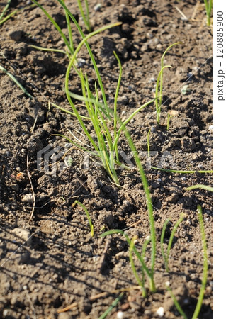 タマネギの苗 タマネギの苗 120885900