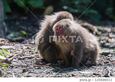ヤクザル 毛づくろい 世界自然遺産屋久島(春 ヤクザル 毛づくろい 世界自然遺産屋久島(春 120886011