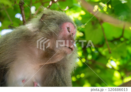 ヤクザル　くつろぐ　世界自然遺産屋久島(春 120886013