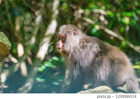 ヤクザル　くつろぐ　世界自然遺産屋久島(春 120886014