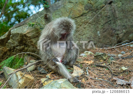 ヤクザル 毛づくろい 世界自然遺産屋久島(春 ヤクザル 毛づくろい 世界自然遺産屋久島(春 120886015