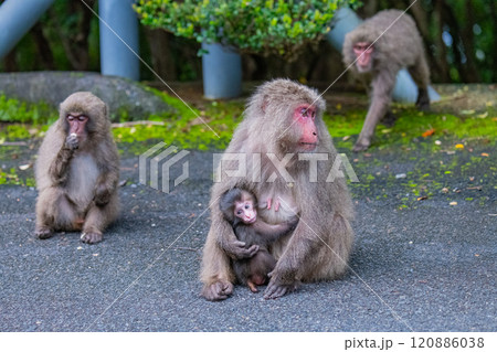 ヤクザルの子ども 授乳中 世界自然遺産屋久島(春 ヤクザルの子ども 授乳中 世界自然遺産屋久島(春 120886038
