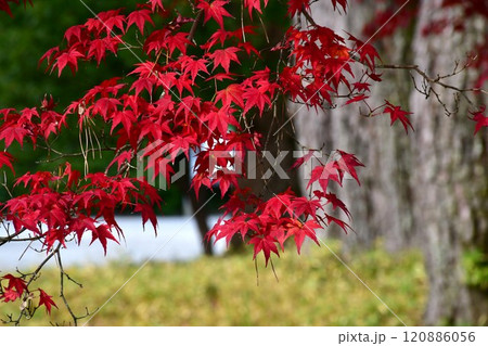 晩秋の伊勢神宮外宮 晩秋の伊勢神宮外宮 120886056