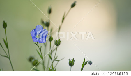 Blue flax flower against tranquil green backdrop epitomizing the splendor and peacefulness of nature Blue flax flower against tranquil green backdrop epitomizing the splendor and peacefulness of nature 120886136