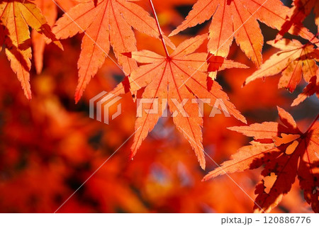 晩秋の偕楽園公園　もみじ谷の紅葉　アップ 120886776