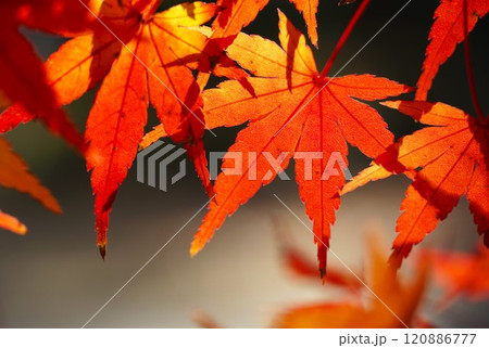 晩秋の偕楽園公園　もみじ谷の紅葉　アップ 120886777