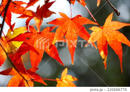 晩秋の偕楽園公園　もみじ谷の紅葉　アップ 120886778