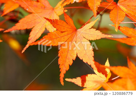 晩秋の偕楽園公園　もみじ谷の紅葉　アップ 120886779