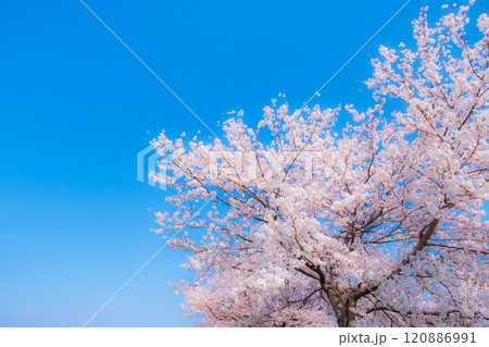満開の桜と青空（ソフトフォーカス） 120886991