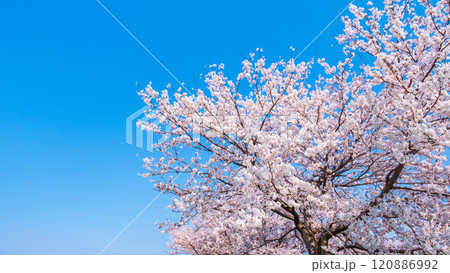 満開の桜と青空 満開の桜と青空 120886992