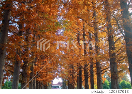 北九州市立総合農事センター 秋の紅葉した入口の樹木 120887018