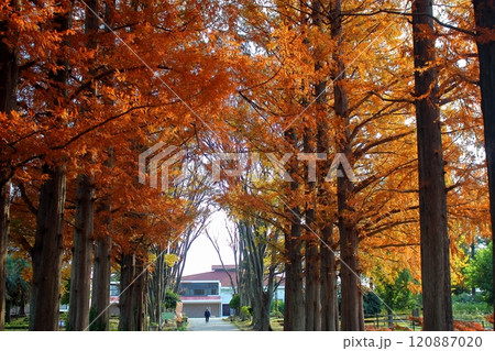 北九州市立総合農事センター 秋の紅葉した入口の樹木 120887020