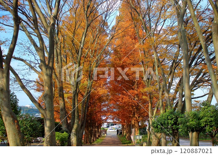 北九州市立総合農事センター 秋の紅葉した入口の樹木 120887021