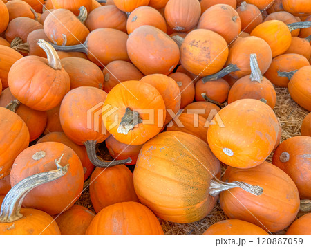 Large piles scattering of small pumpkins and gourds 120887059