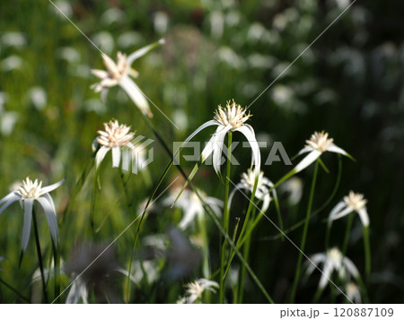秋の日差しを浴びたシラサギカヤツリの花のクローズアップ(白鷺菅 の白と緑の花) 秋の日差しを浴びたシラサギカヤツリの花のクローズアップ(白鷺菅 の白と緑の花) 120887109