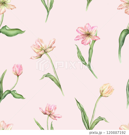 Seamless pattern of pastel pink light yellow bud Tulips watercolor illustration isolated on background. Hand drawn delicate spring perennial bulbous flower for spring wedding repeat design Seamless pattern of pastel pink light yellow bud Tulips watercolor illustration isolated on background. Hand drawn delicate spring perennial bulbous flower for spring wedding repeat design 120887192