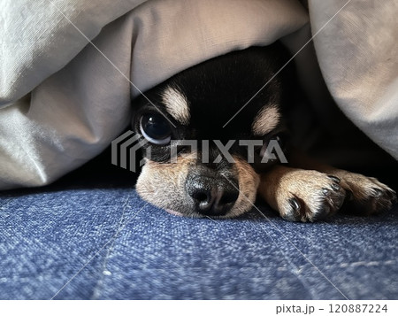 様子をうかがう犬 様子をうかがう犬 120887224