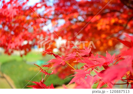 秋の紅葉 手前にピントを合わせる 秋の紅葉 手前にピントを合わせる 120887513