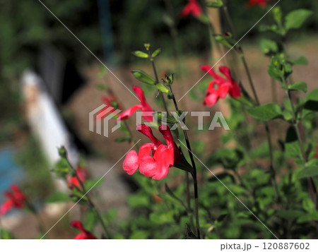 赤いチェリーセージの花とつぼみ(日差しを浴びた川端のホットリップスの花) 赤いチェリーセージの花とつぼみ(日差しを浴びた川端のホットリップスの花) 120887602