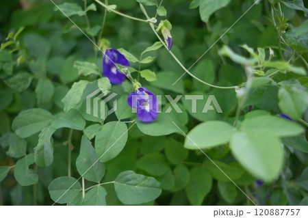 バタフライピーの花 バタフライピーの花 120887757